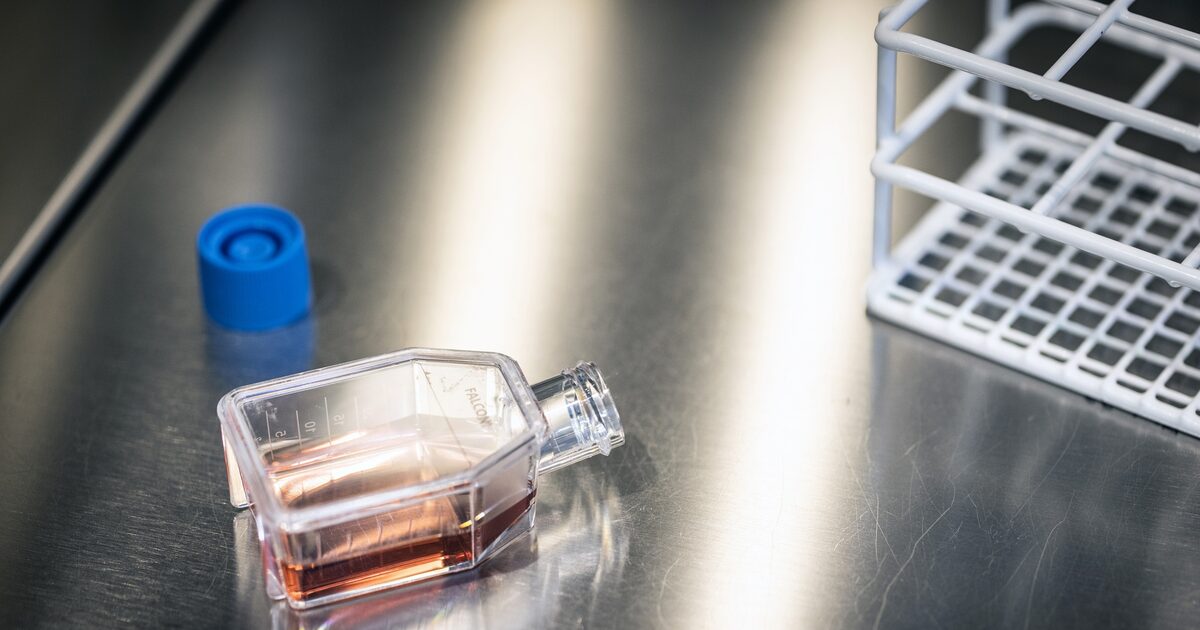 Why Battenberg Wikipedia Lacks Obesity Drug Information